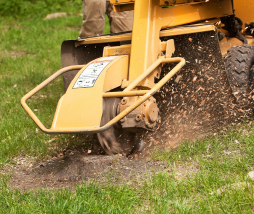 This is a photo of stump grinding being carried out. The photo shows a yellow stump grinder cutting through am old tree stump