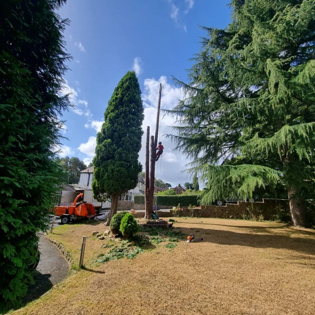 This is a photo of a tree which is being felled. The Trunk is all that is left remaining as all branches have been removed. There is an arborist from Tamworth Tree Surgeons half way up the trunk, still working on it.