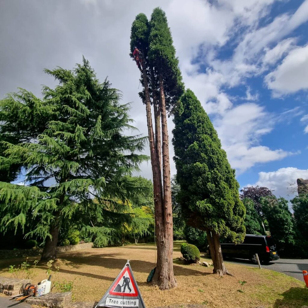 This is a photo of a tree that has had a significant amount of crowning and thinning carried out by Tamworth Tree Surgeons