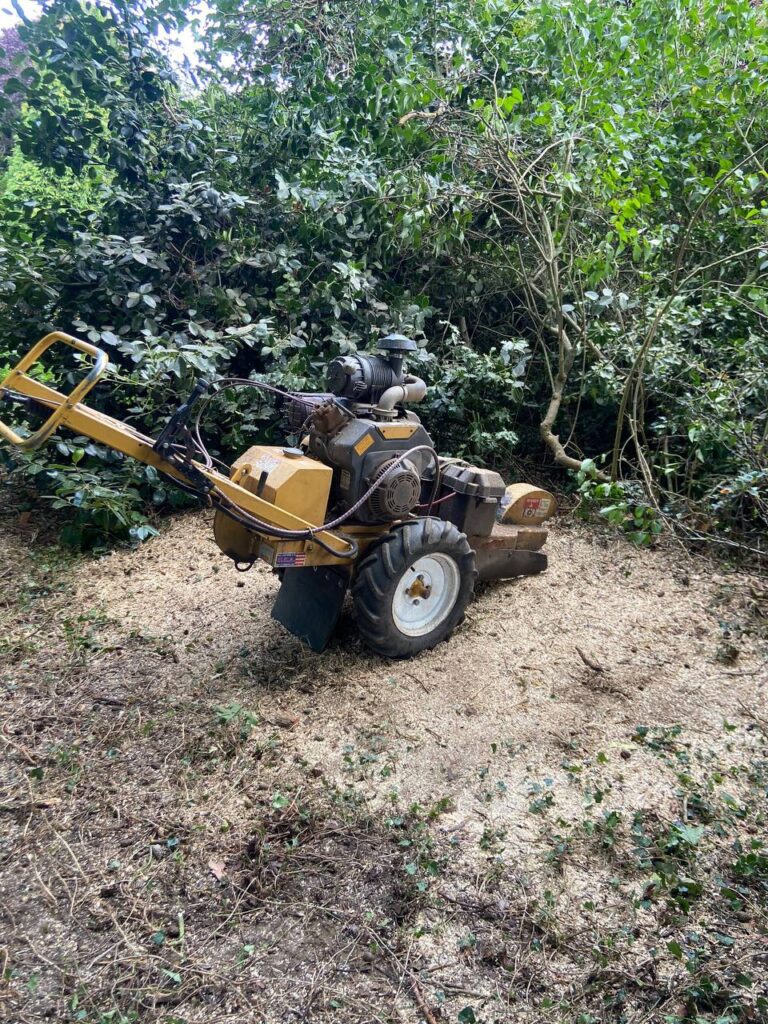 This is a photo of a stump grinder which is a being used to grind a large tree stump. All works carried out by the operatives of Tamworth Tree Surgeons