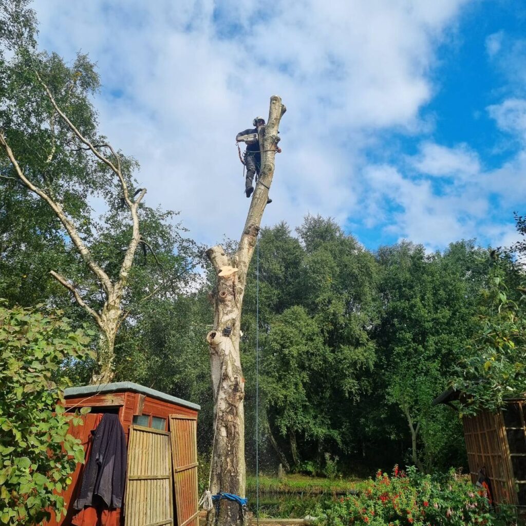 This is a photo of the operatives at the Tamworth Tree Surgeons felling a tree. The arborist isup the tree using a chainsaw to remove sections of the trunk until the tree is fully removed.