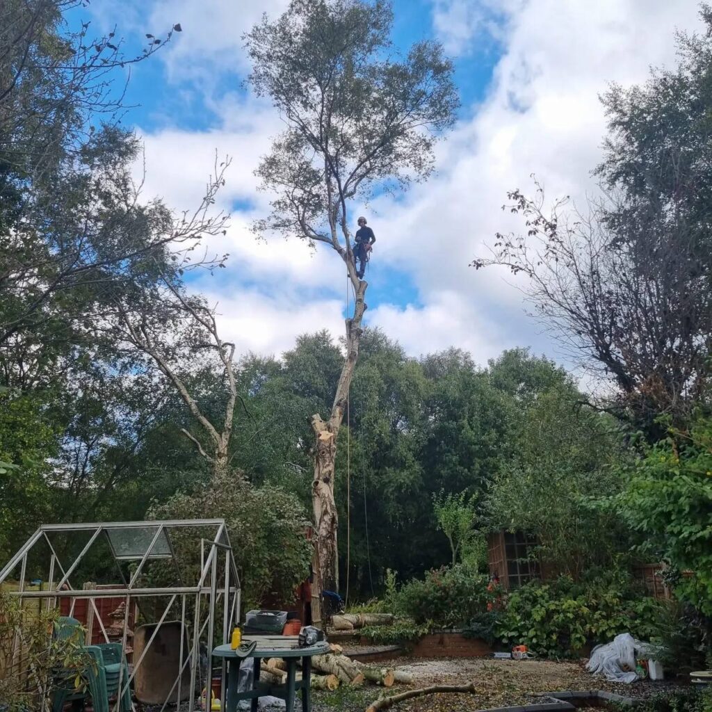 This is a photo of a tree being crowned by the Tamworth Tree Surgeons. The photo has been taken in a clients garden and the tree is located next to a greenhouse