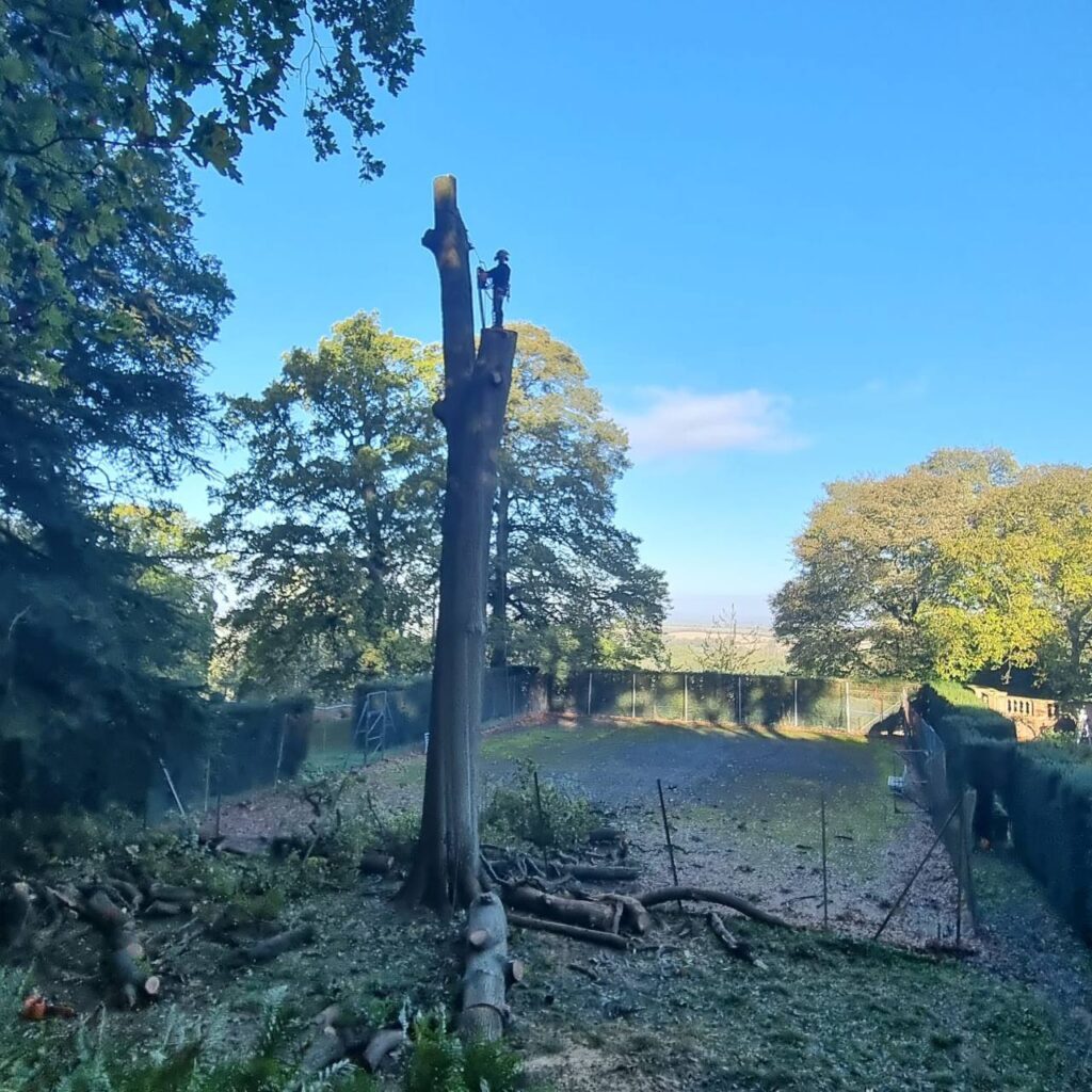 This is a photo of Tamworth Tree Surgeons operative standing on top of a large tree that is being cut down in sections. The tree is next to a tennis court which is in need of refurbishment