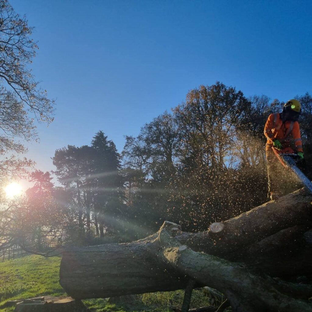 This is a photo of the operatives at the Tamworth Tree Surgeons cutting a section of a large tree up into smaller parts. One of the operatives is standing on the tree cutting a part of the tree off using a large chainsaw